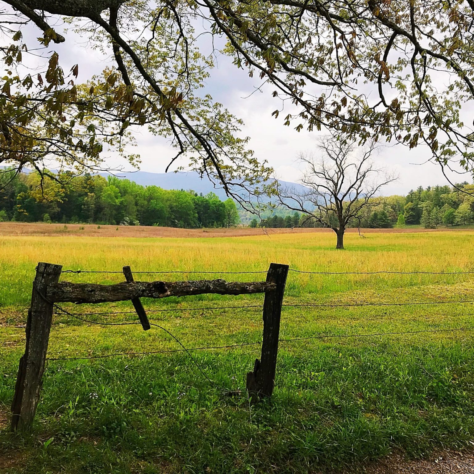 A green field in the mountains of tennessee with an old fence in the forefront.